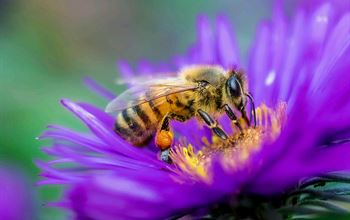 La tutela dell’ambiente e degli animali diventa principio costituzionale